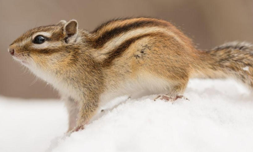 广东绿境园林景观工程有限公司轮播图2