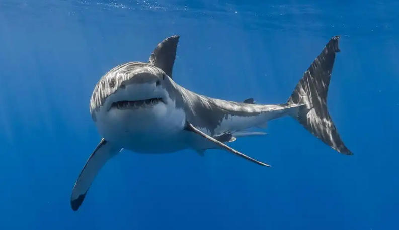 广东绿境园林景观工程有限公司轮播图4